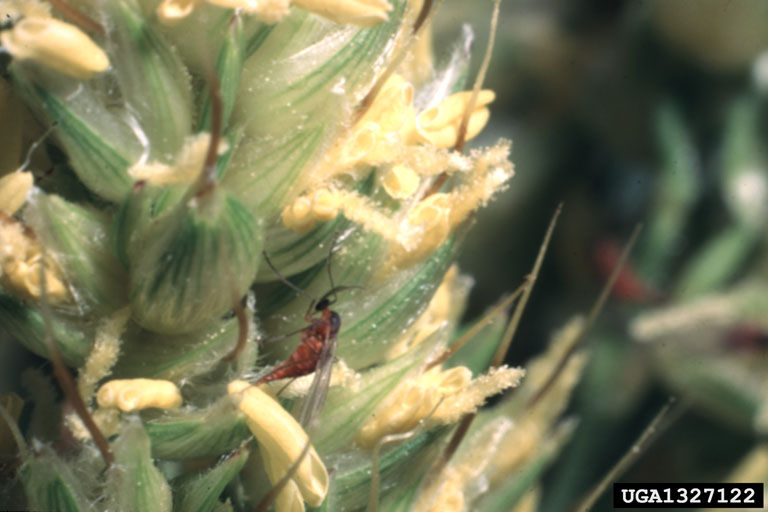 Adult on sorghum midge bloom