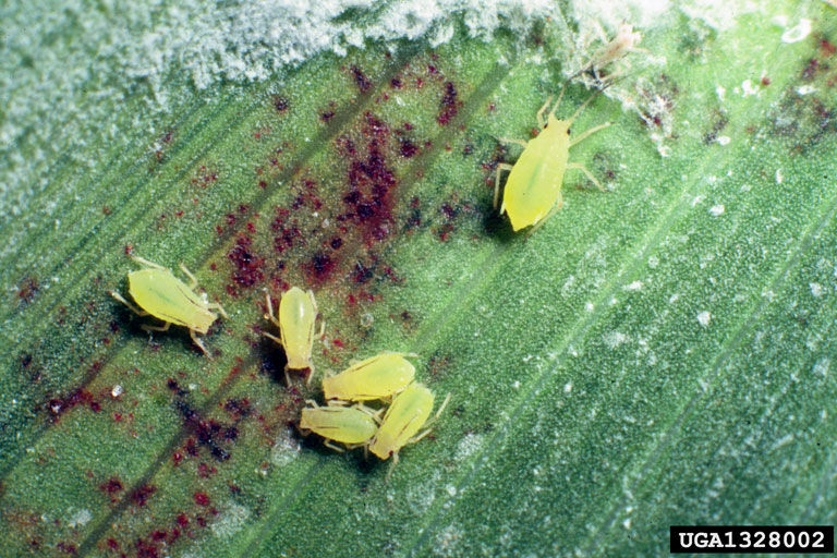 Greenbug nymphs feeding on sorghum leaf image.