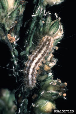 Sorghum webworm