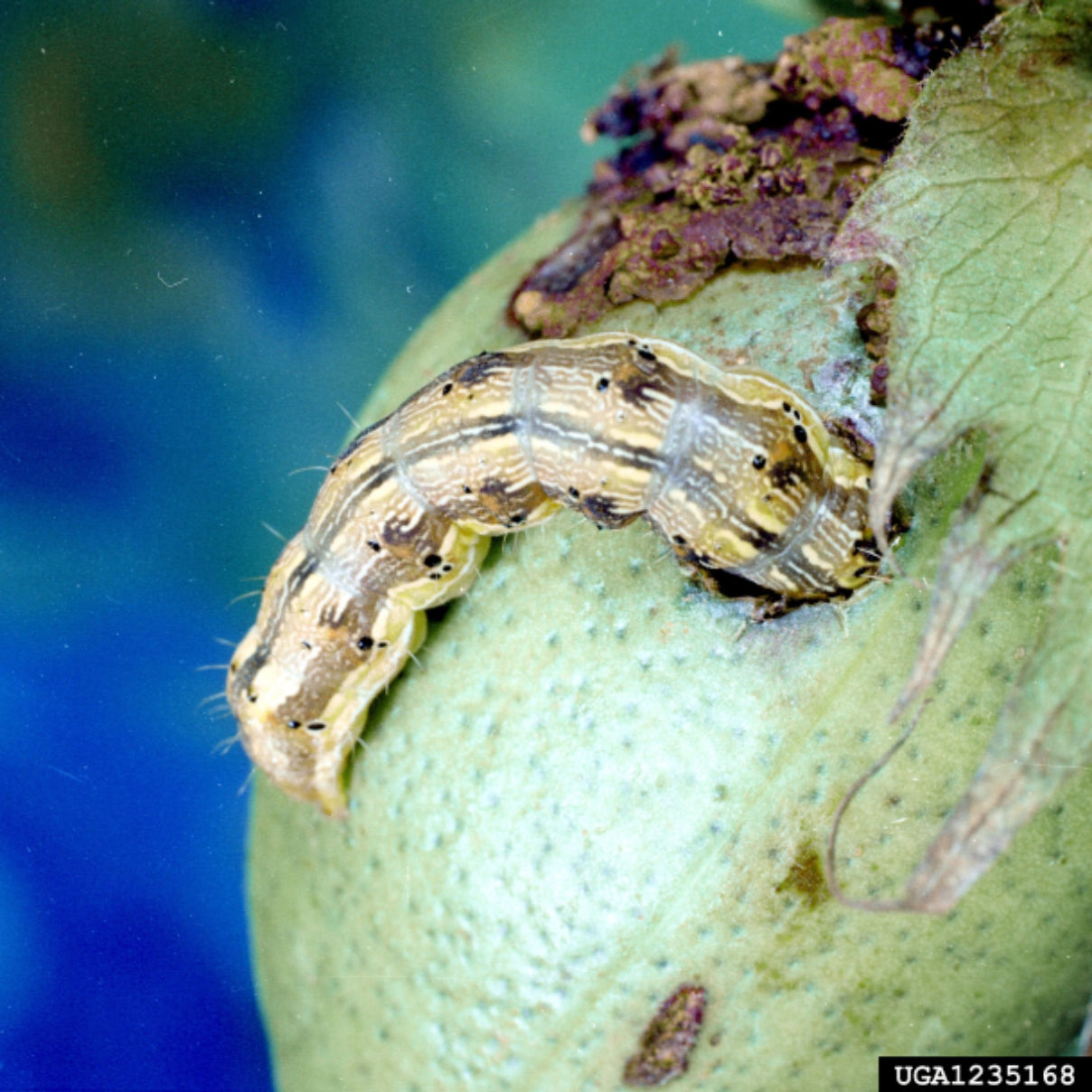 Figure 3. Bollworm damaging a boll. Image courtesy of Clemson University— USDA Cooperative Extension Slide Series, Bugwood.org.