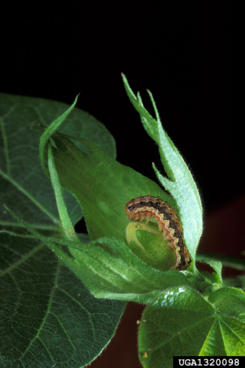 Figure 1. Bollworm on a cotton square. Image courtesy of Scott Bauer, USDA Agricultural Research Service, Bugwood.org.