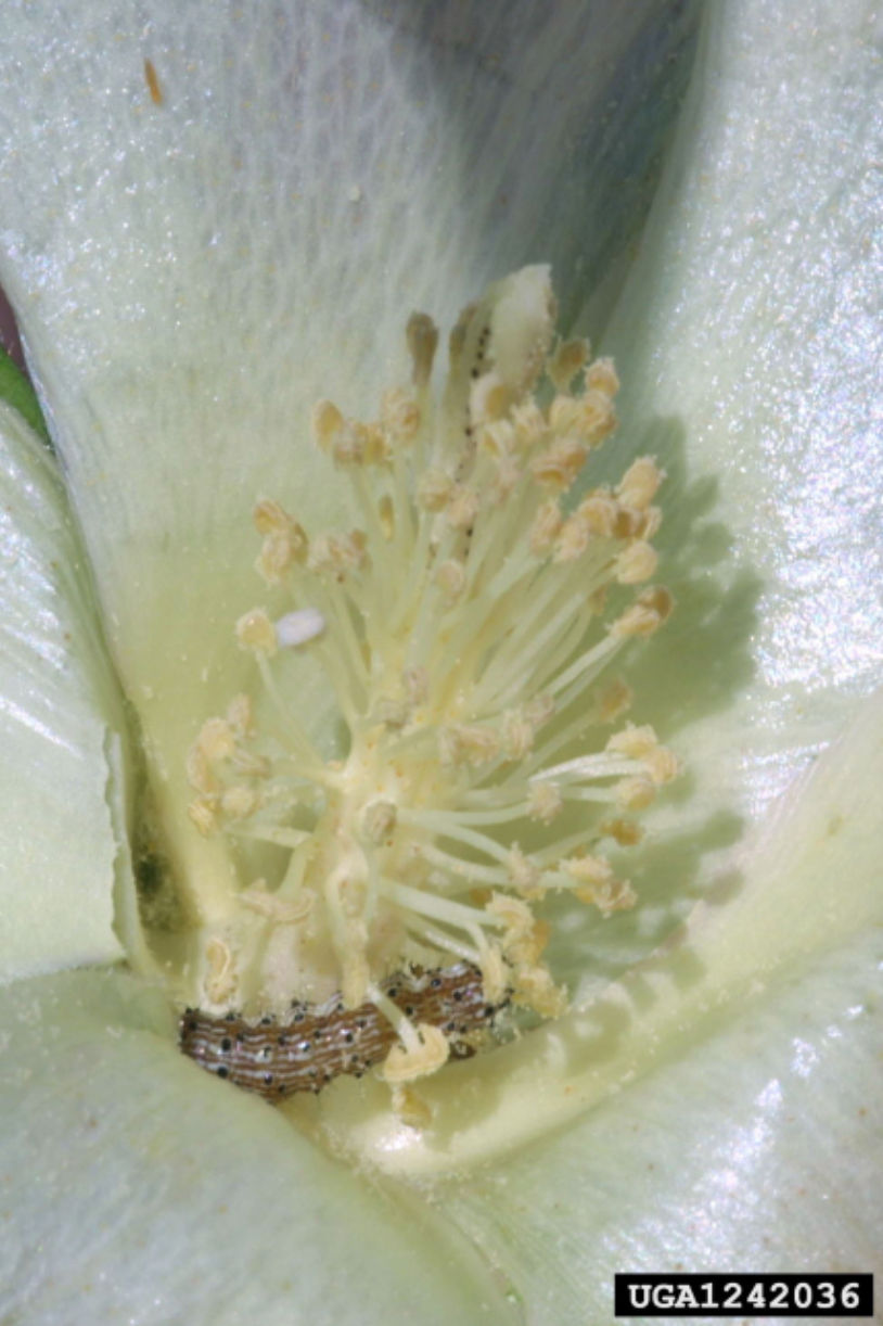 Figure 2. Bollworm on a white bloom. Image courtesy of Russ Ottens, University of Georgia, Bugwood.org.