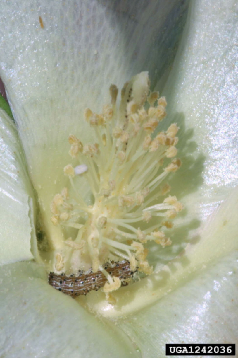 Cotton bollworm 