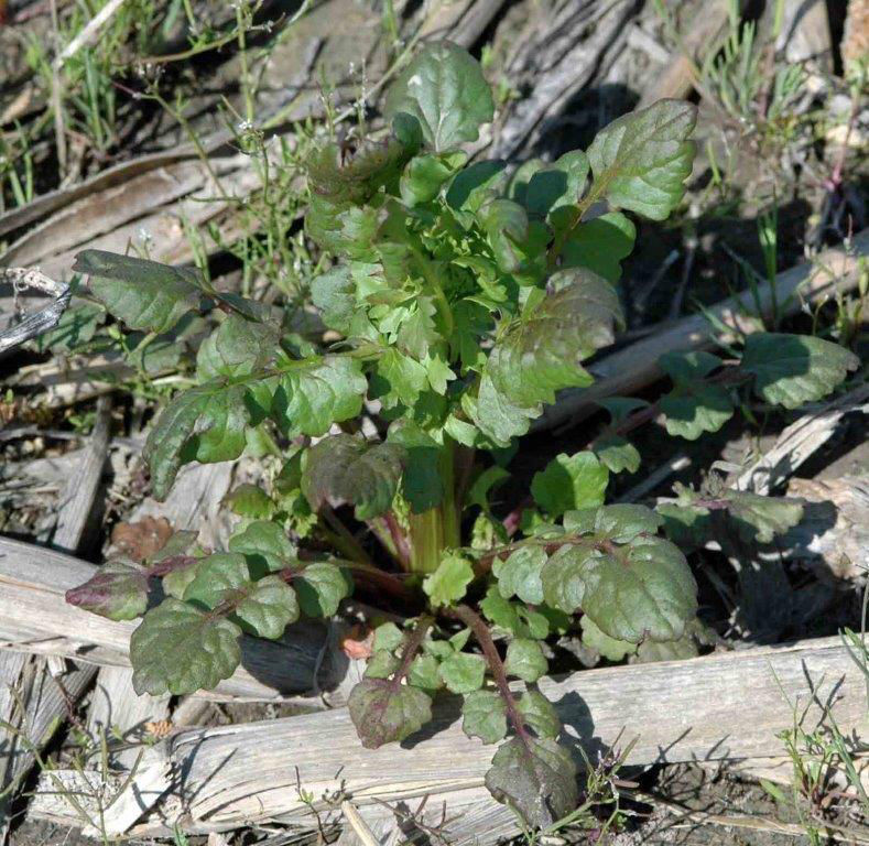 Cressleaf groundsel (aster family) germinates in the fall and develops a rosette. 