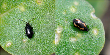 Crucifer flea beetle (left) and striped flea beetle (right) adult. Images 