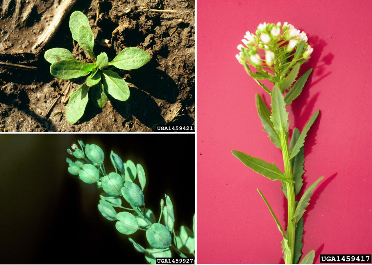 Field pennycress emerges as a rosette (top left), has hairless leaves attached directly to the stem with no petiole (right), and penny-shaped seeds (bottom left). 