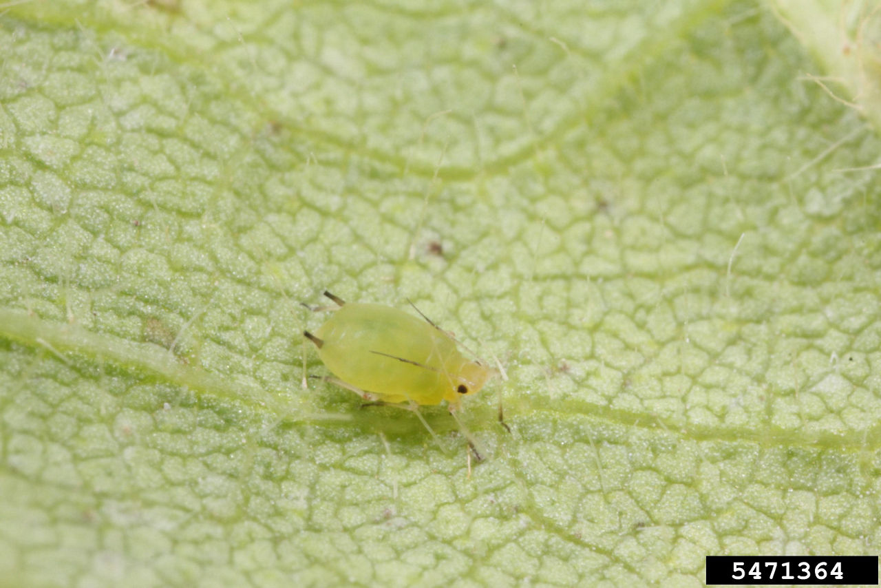 Aphids can be distinguished from other small green insects by the pear-shaped body and cornicles. 