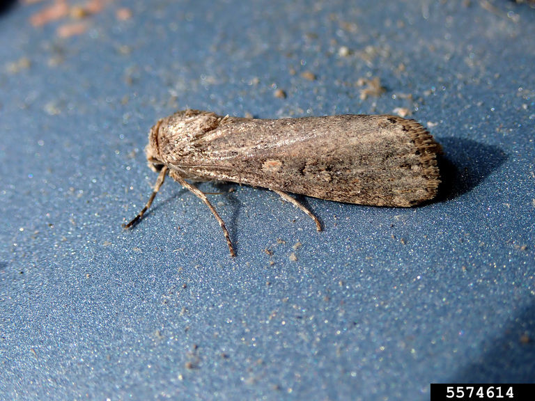 Beet armyworm adult moth. 