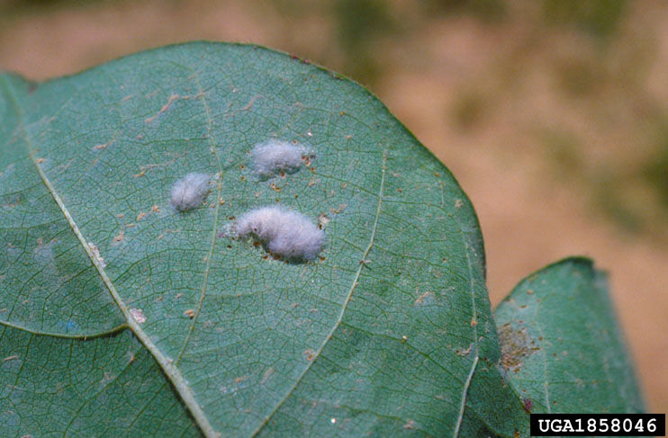 Beet armyworm egg mass. 