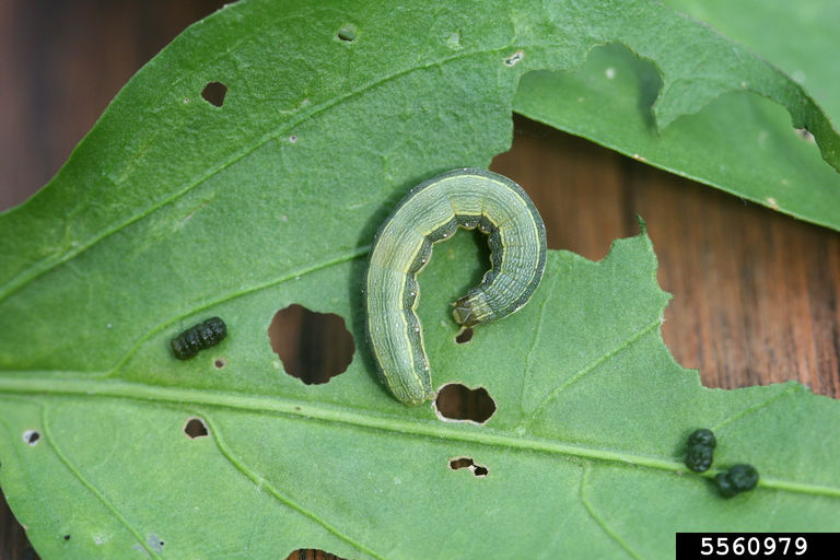 Beet armyworm larva feeding on leaf