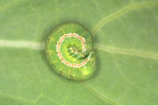 Clover Cutworm image