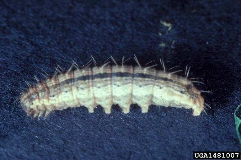 BRISTLY CUTWORM IMAGE