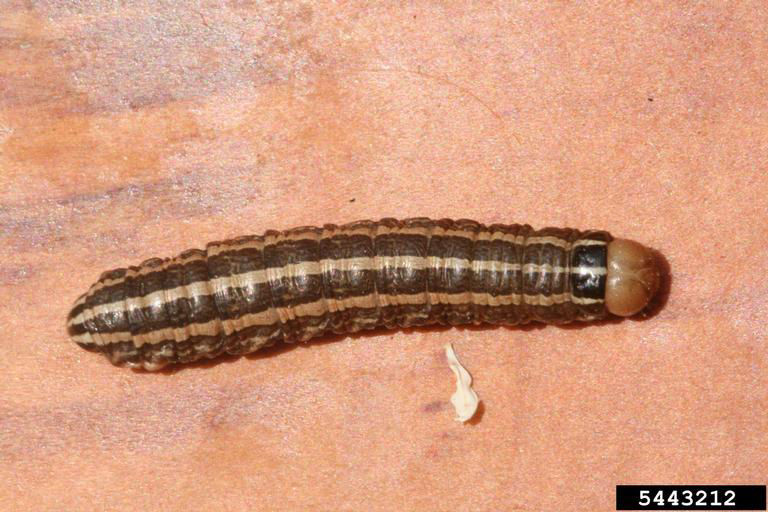 Bronzed cutworm image