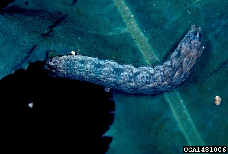 Darksided cutworm image