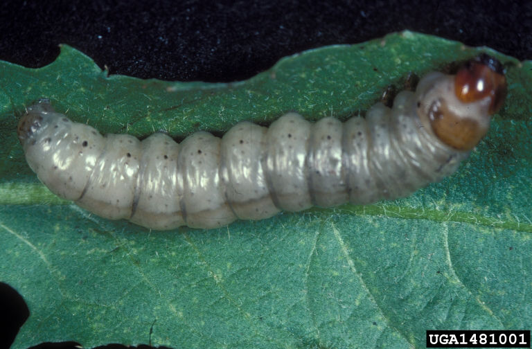 Glassy cutworm image