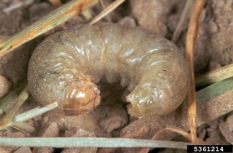 Pale Western cutworm image