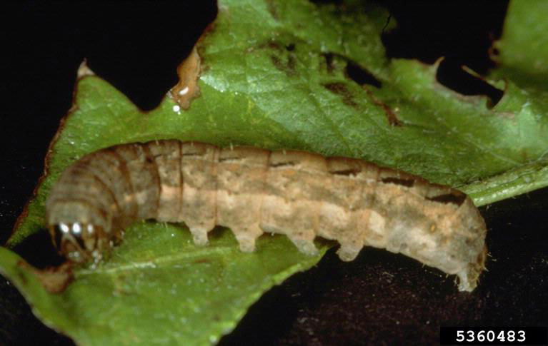 Spotted cutworm image