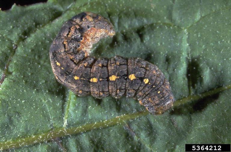 Variegated cutworm image