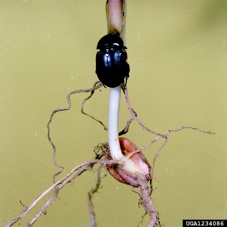 Sugarcane beetle. 