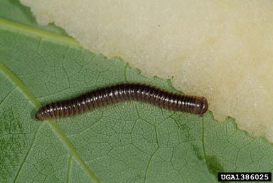 Millipede