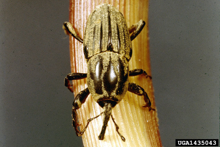 Maize billbug image