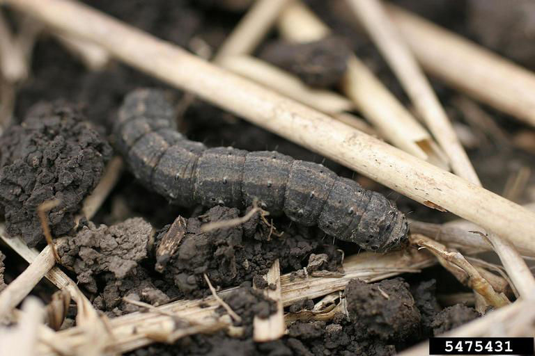 Figure 5. Black Cutworm. Photo courtesy of Roger Schmidt, University of Wisconsin-Madison, Bugwood.org. 