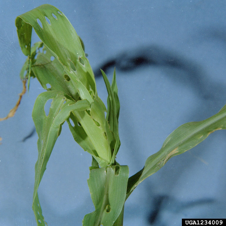  Injury to corn by southern corn billbug grubs image