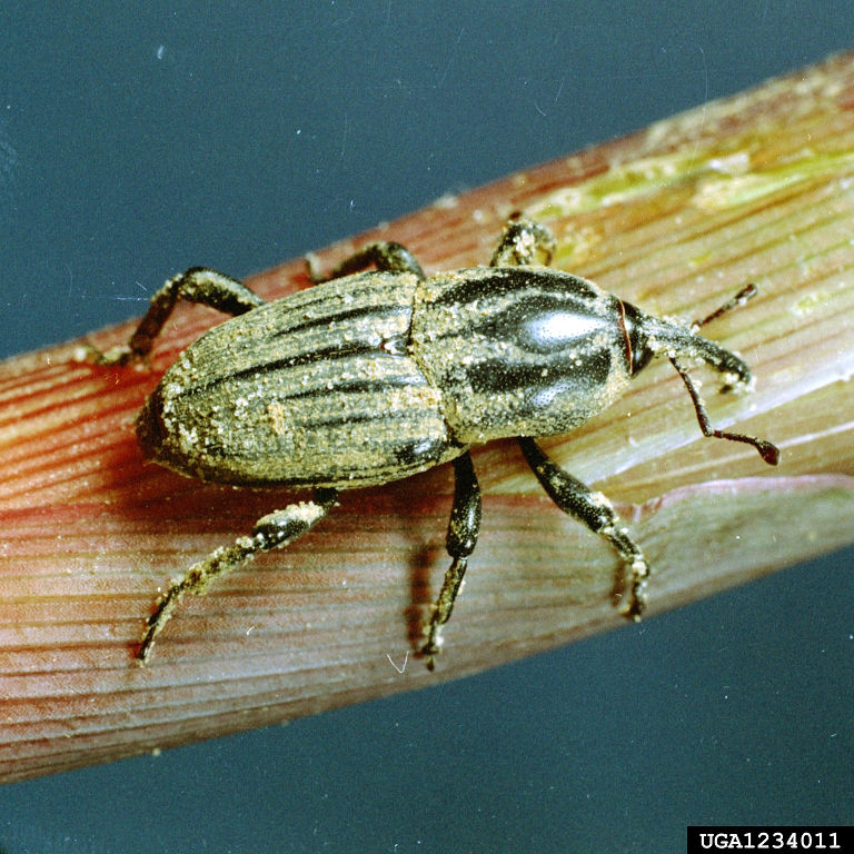 Maize billbug image