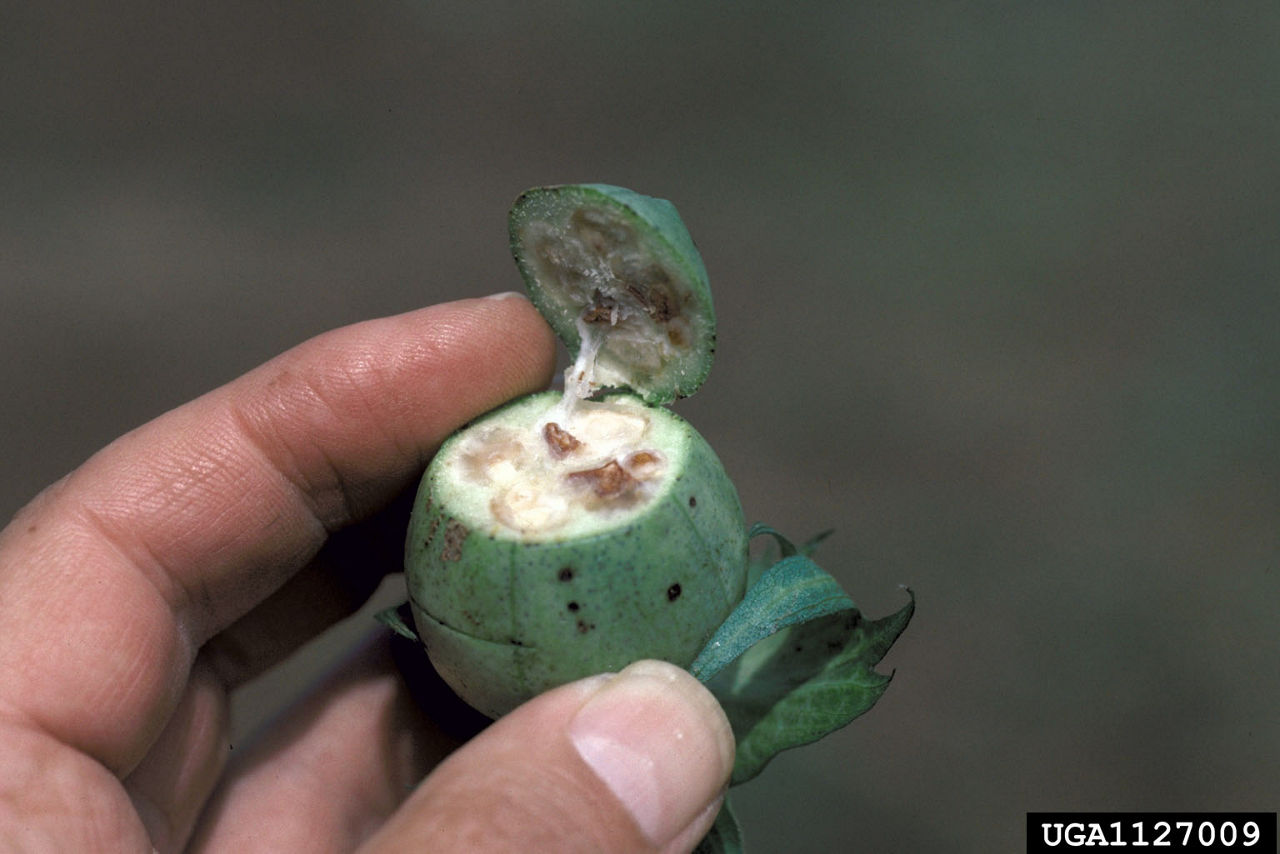 Damage from plant bug feeding on a cotton boll. 