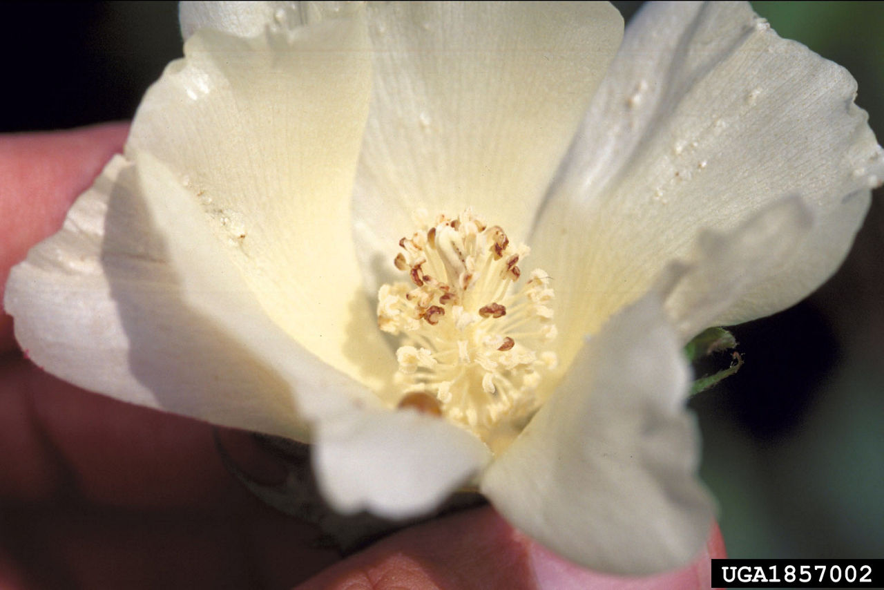 “Dirty bloom” from plant bug damage. 