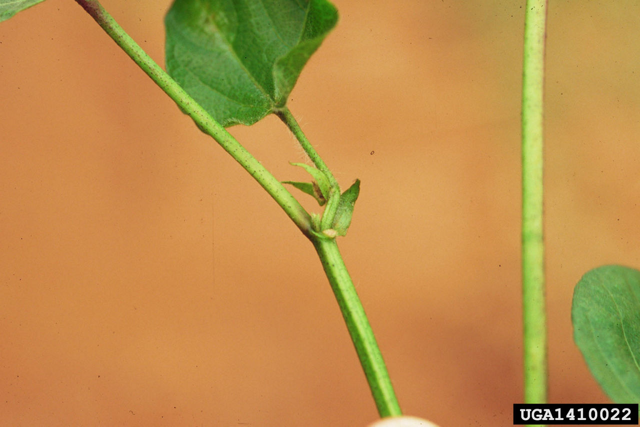 Square shedding due to plant bug damage. 