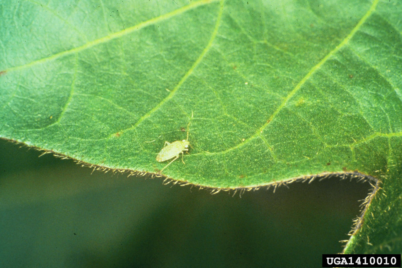 Cotton fleahopper. 