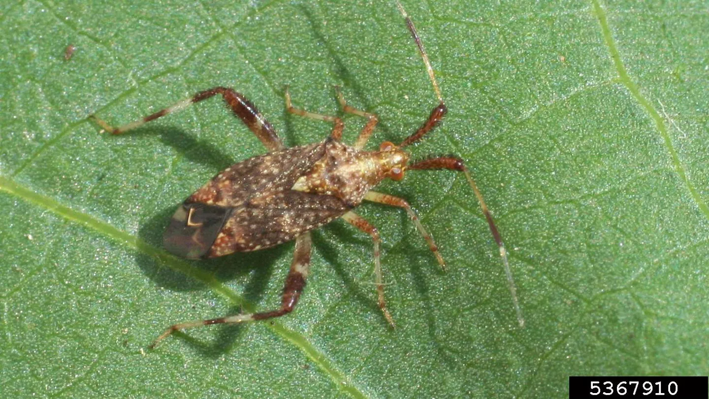 Squaring Off with Plant Bugs