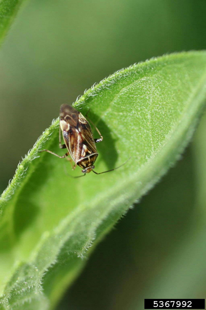 Squaring Off with Plant Bugs