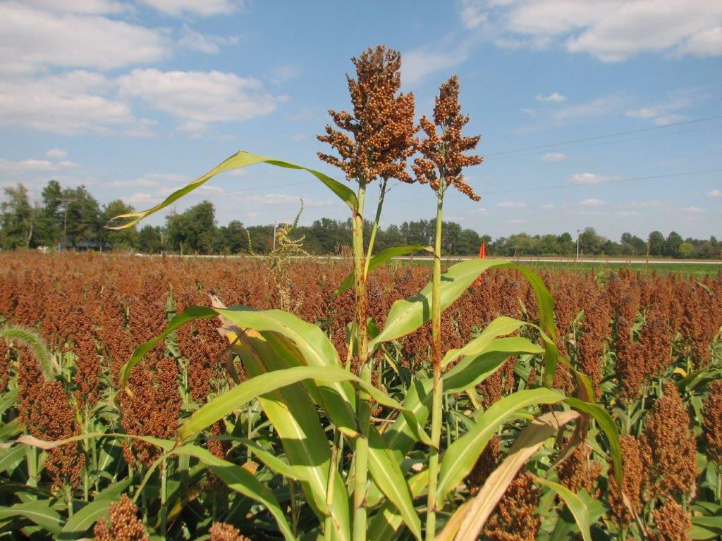 True Grain Sorghum off-types