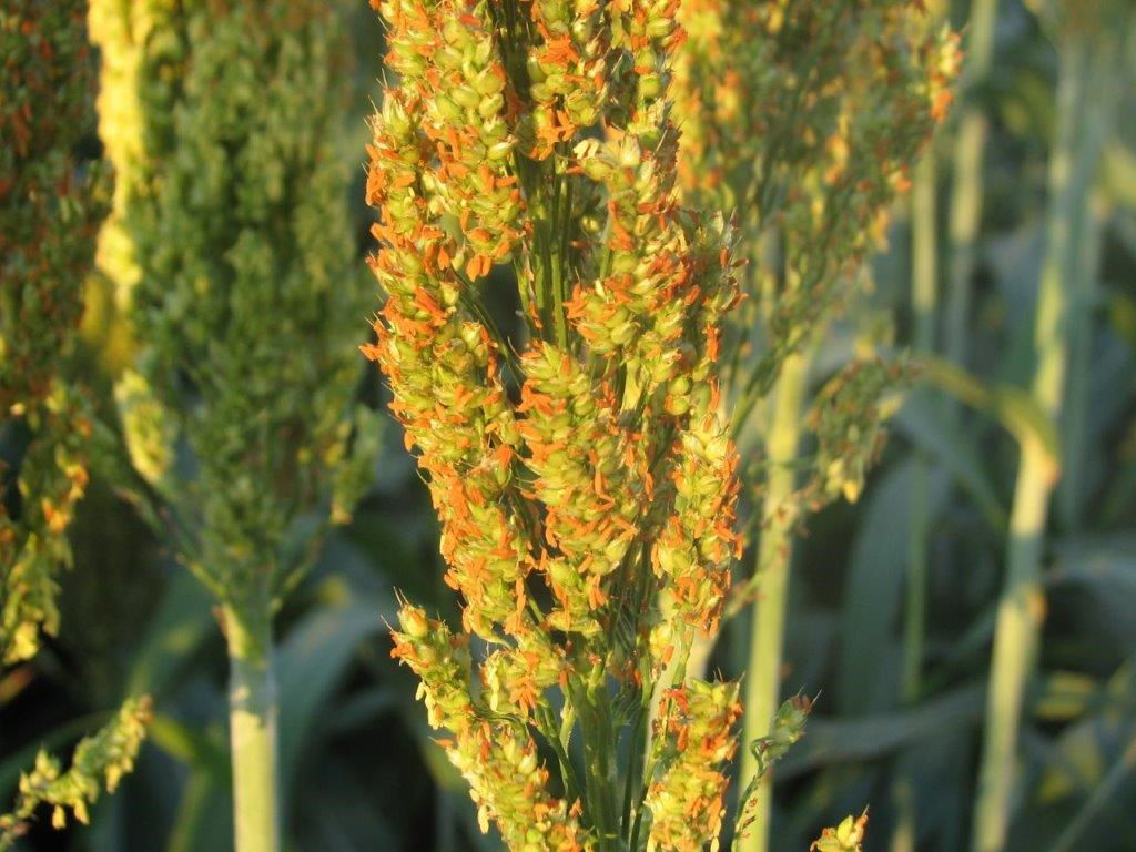 Sorghum Flowering