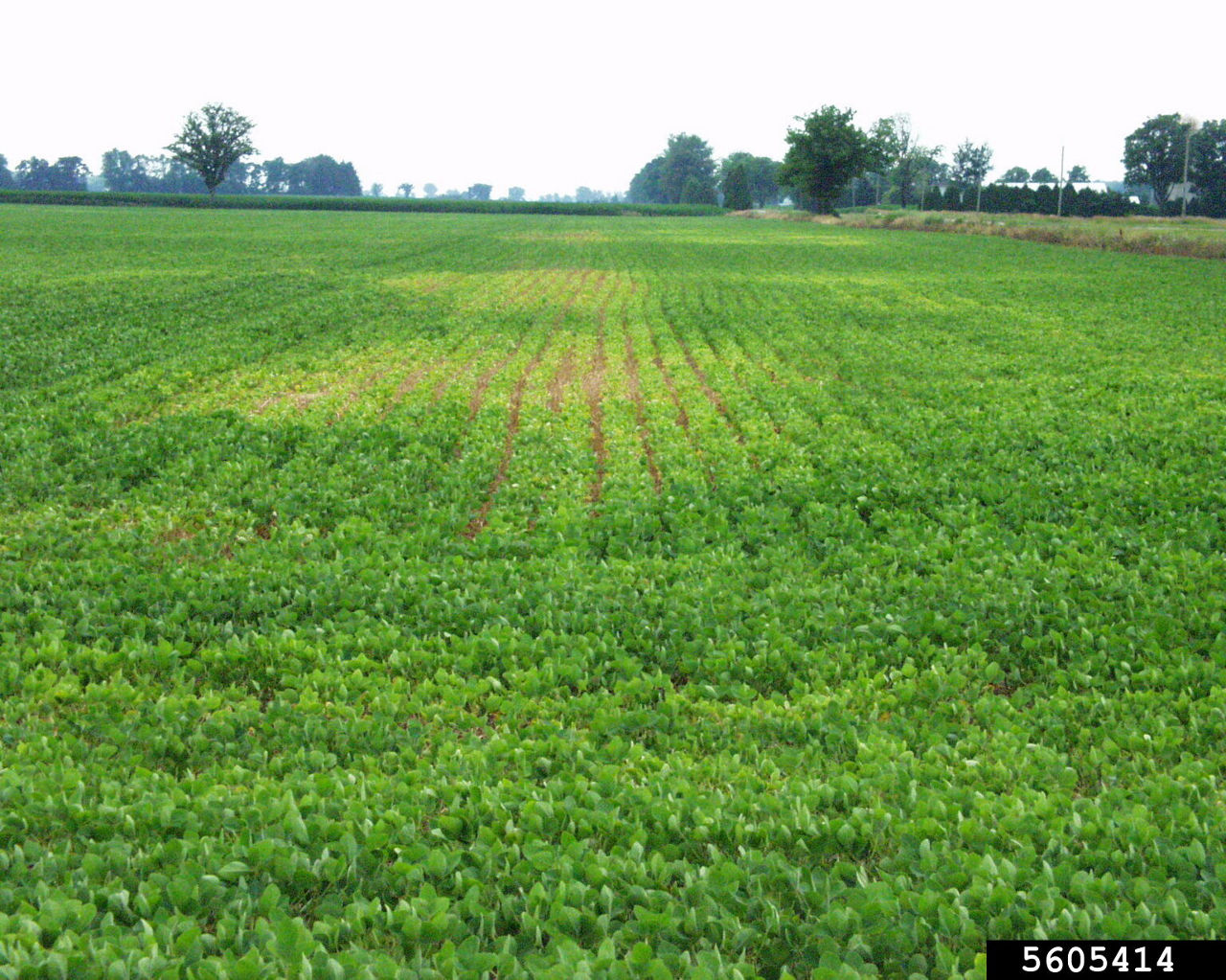 Soybean cyst nematode in soybeans