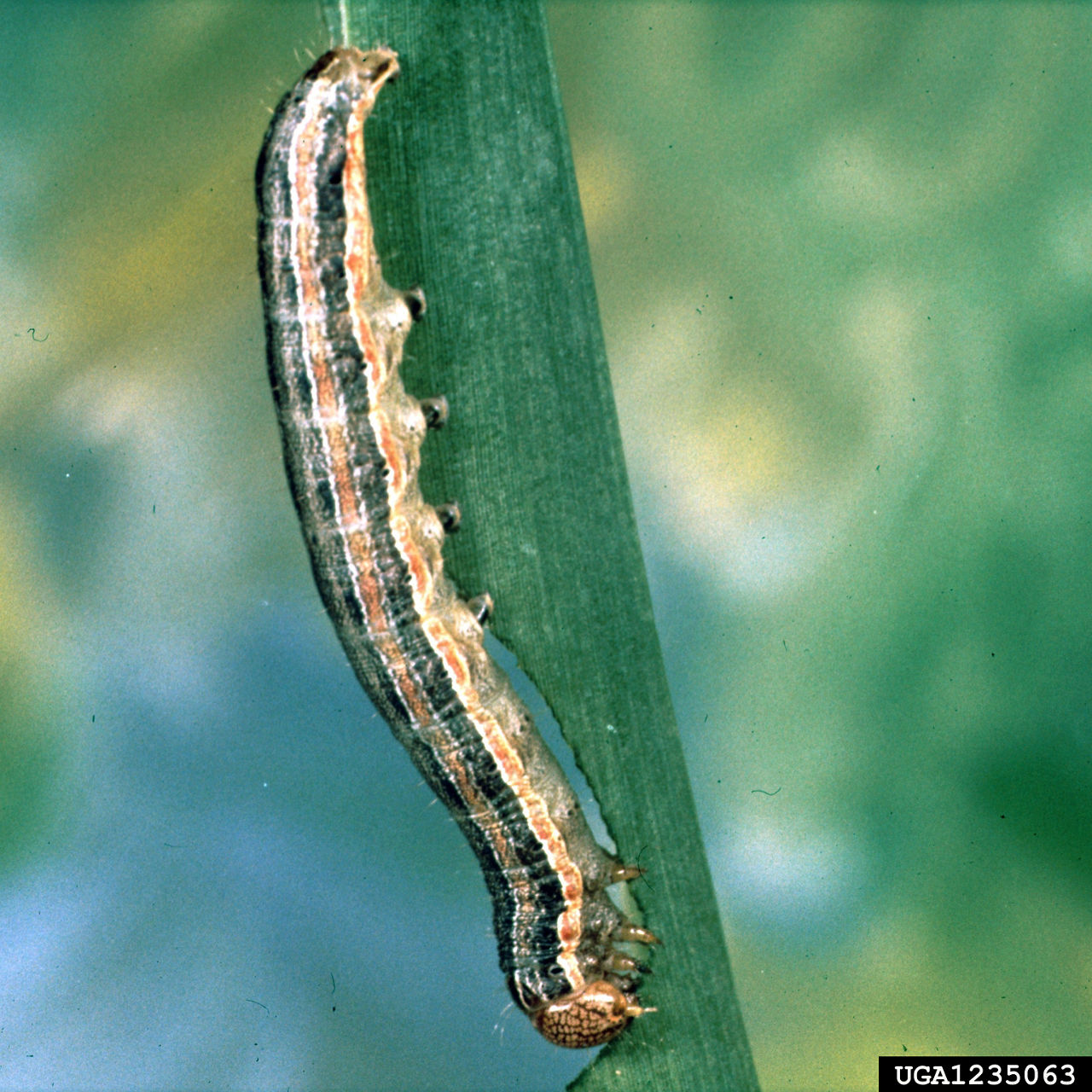 Fall Armyworm