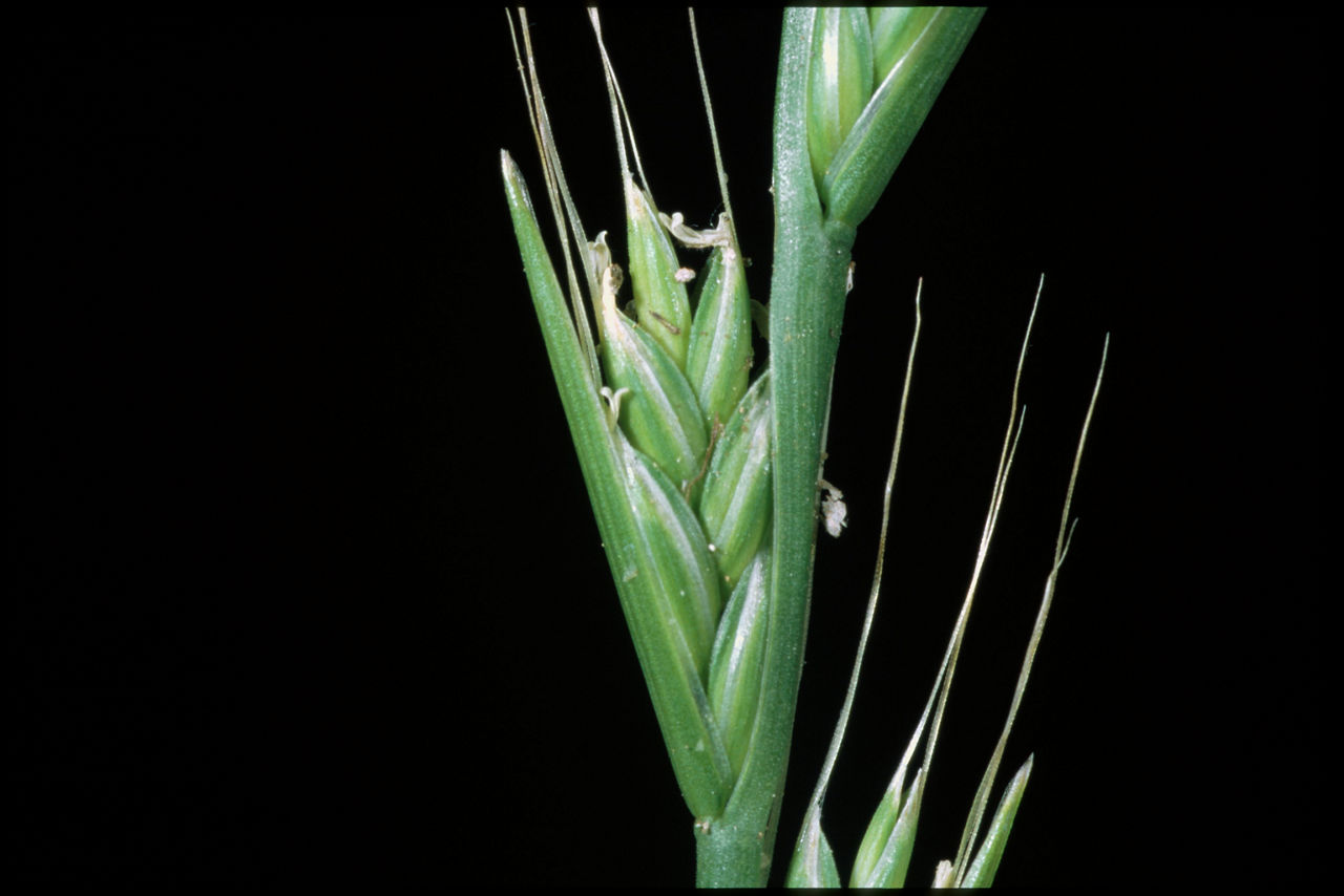 Italian ryegrass spike. Note the presence of awns on the spikelet. 