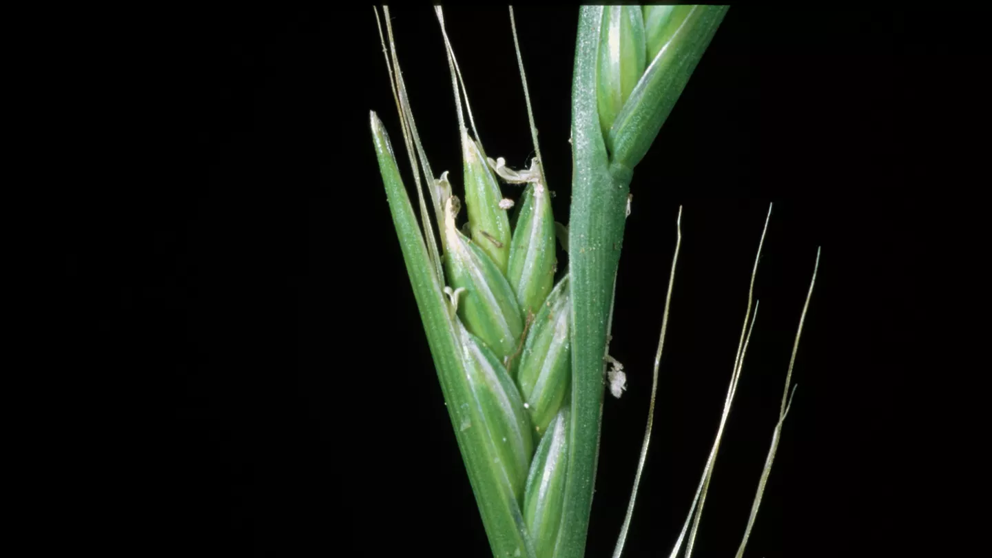Italian Ryegrass Management