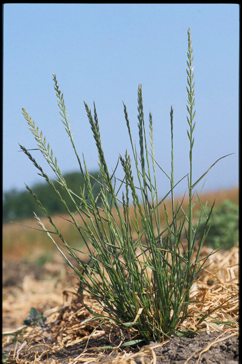 Italian ryegrass (Lolium multiflorum) plant.