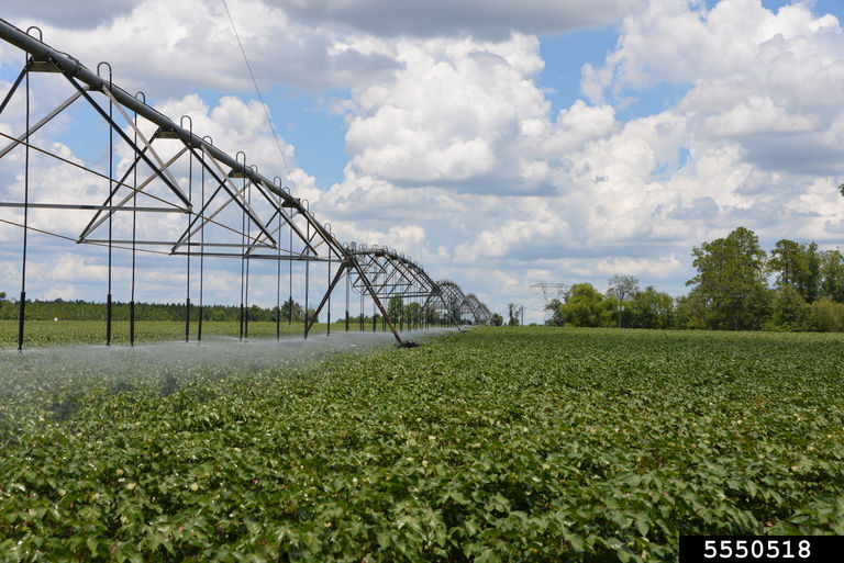Center pivot irrigation in a cotton field