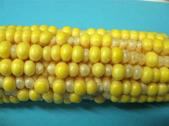 Bubble kernels resulting from off-label, late applied, over-the-top glyphosate application. 
