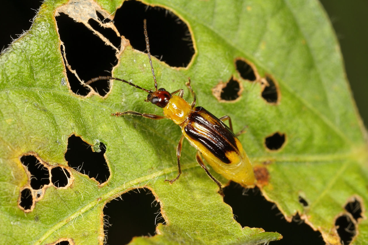 Gravid female western corn rootworm with distended abdomen