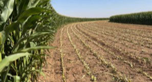 Silage Field