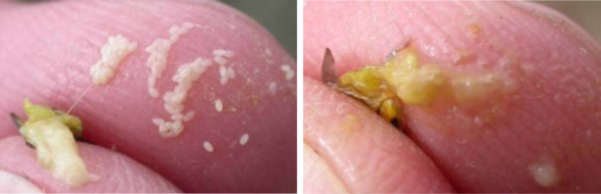 Gravid females release eggs when squeezed (left) while non-gravid females release a gelatinous or ‘slimy’ substance (right). 