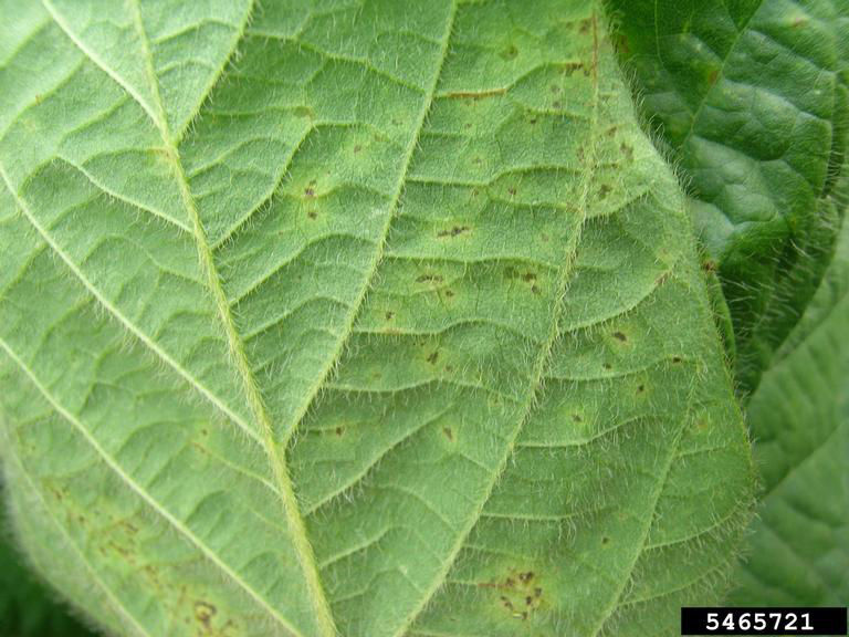 Underside of soybean leaves showing water-soaked margins and yellowish-green halos surrounding the dark colored spots caused by bacterial blight. 