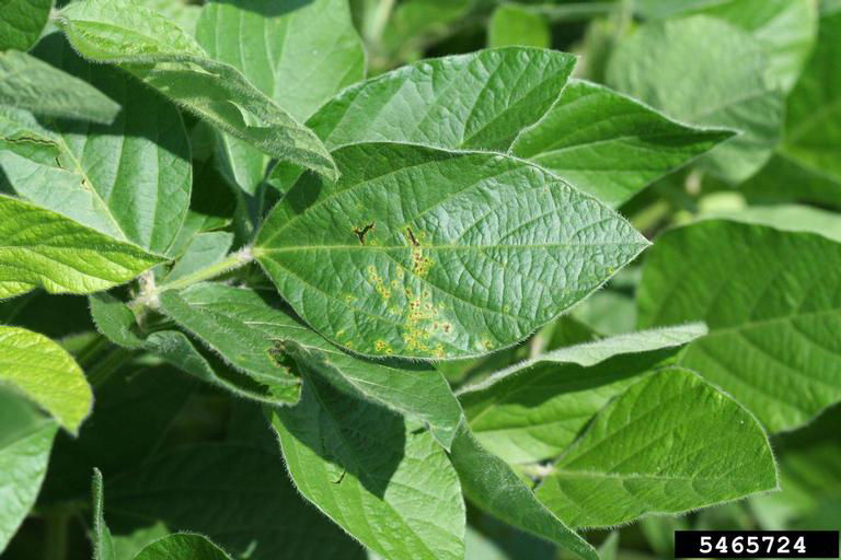 Early stages of bacterial blight lesions on soybean leaves. 