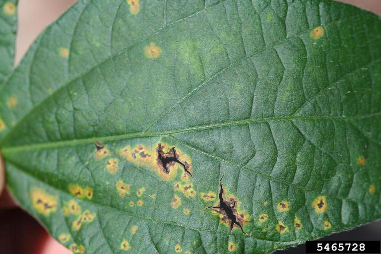 Advanced stages of bacterial blight. Some lesions have coalesced to form large dead patches which can drop out, creating holes in the leaf. 