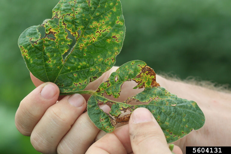 Soybean leaves with a ragged appearance caused by advanced stages of bacterial blight. 